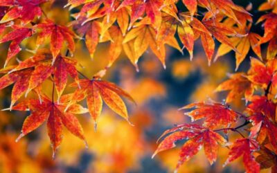 Nous vous invitons à notre Souper d&rsquo;Automne !